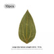 Feuilles de cannelle pour gravure (10 pcs)